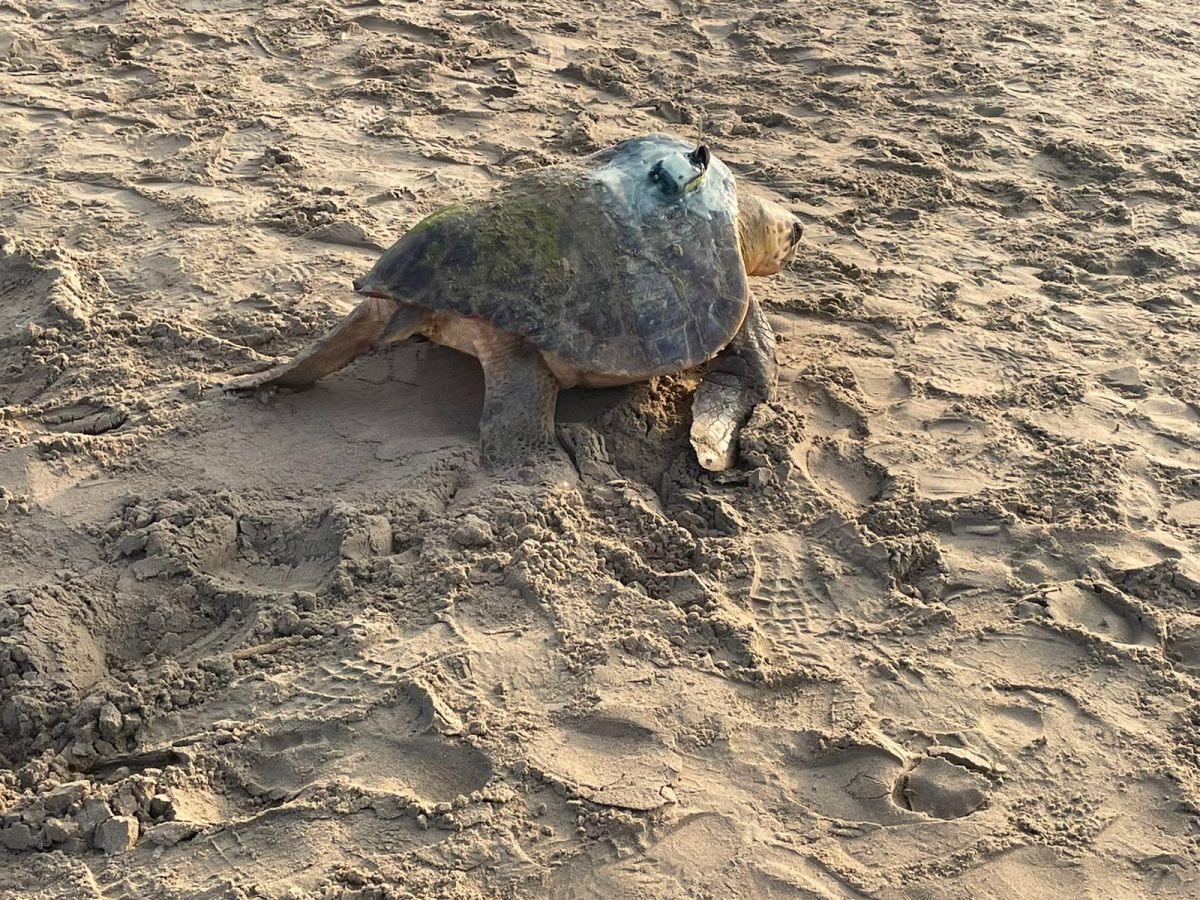Hembra de tortuga boba ataviada con un dispositivo para seguir sus movimientos en la platja de la Savinosa (Tarragona).