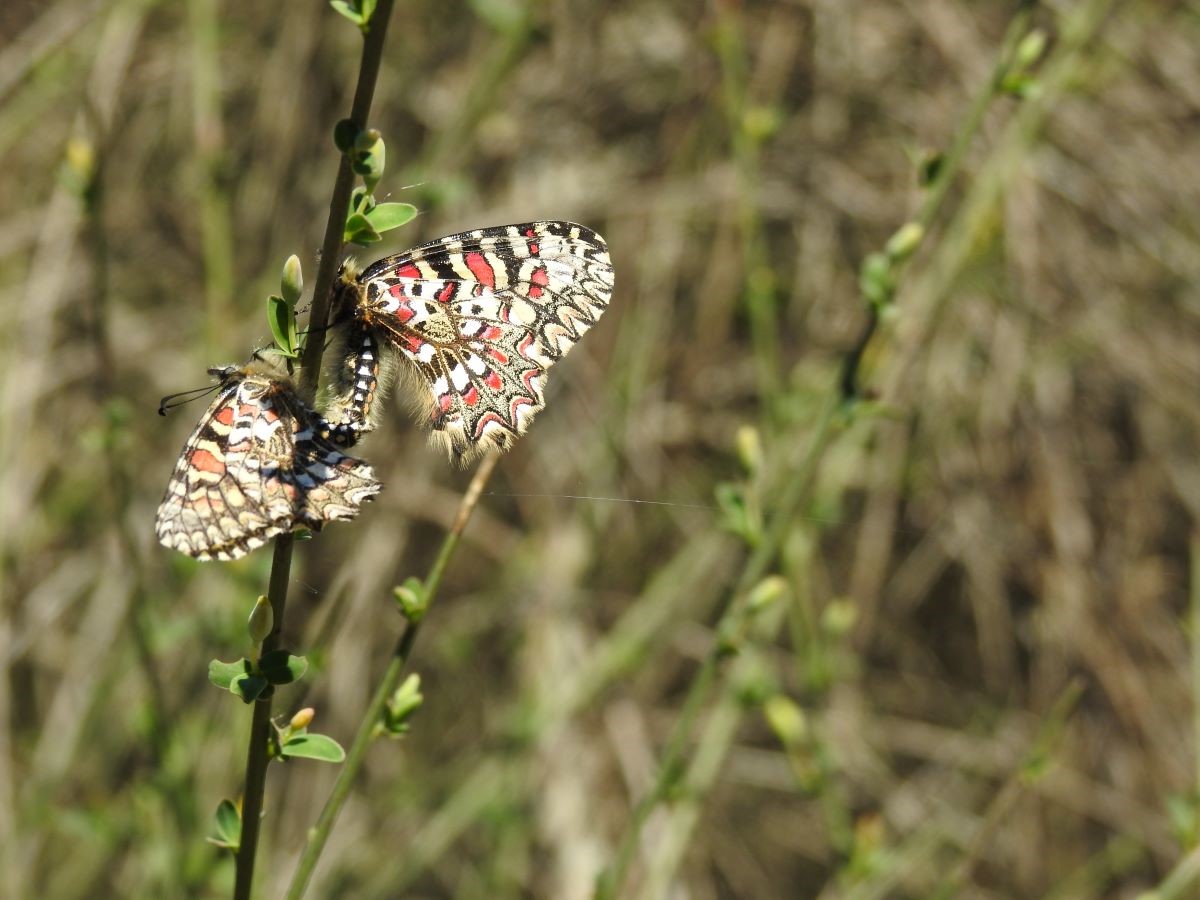 Ejemplares de mariposa arlequín (Zerynthia rumina) en la Reserva Biológica de Doñana. // EBD-CSIC