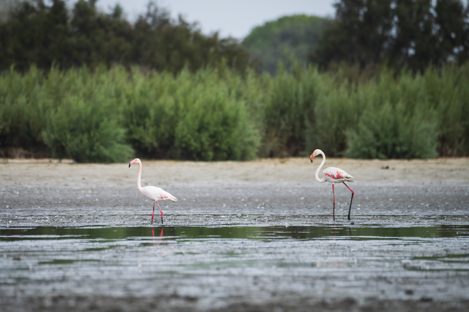 Flamencos en Santa Olalla el pasado lunes