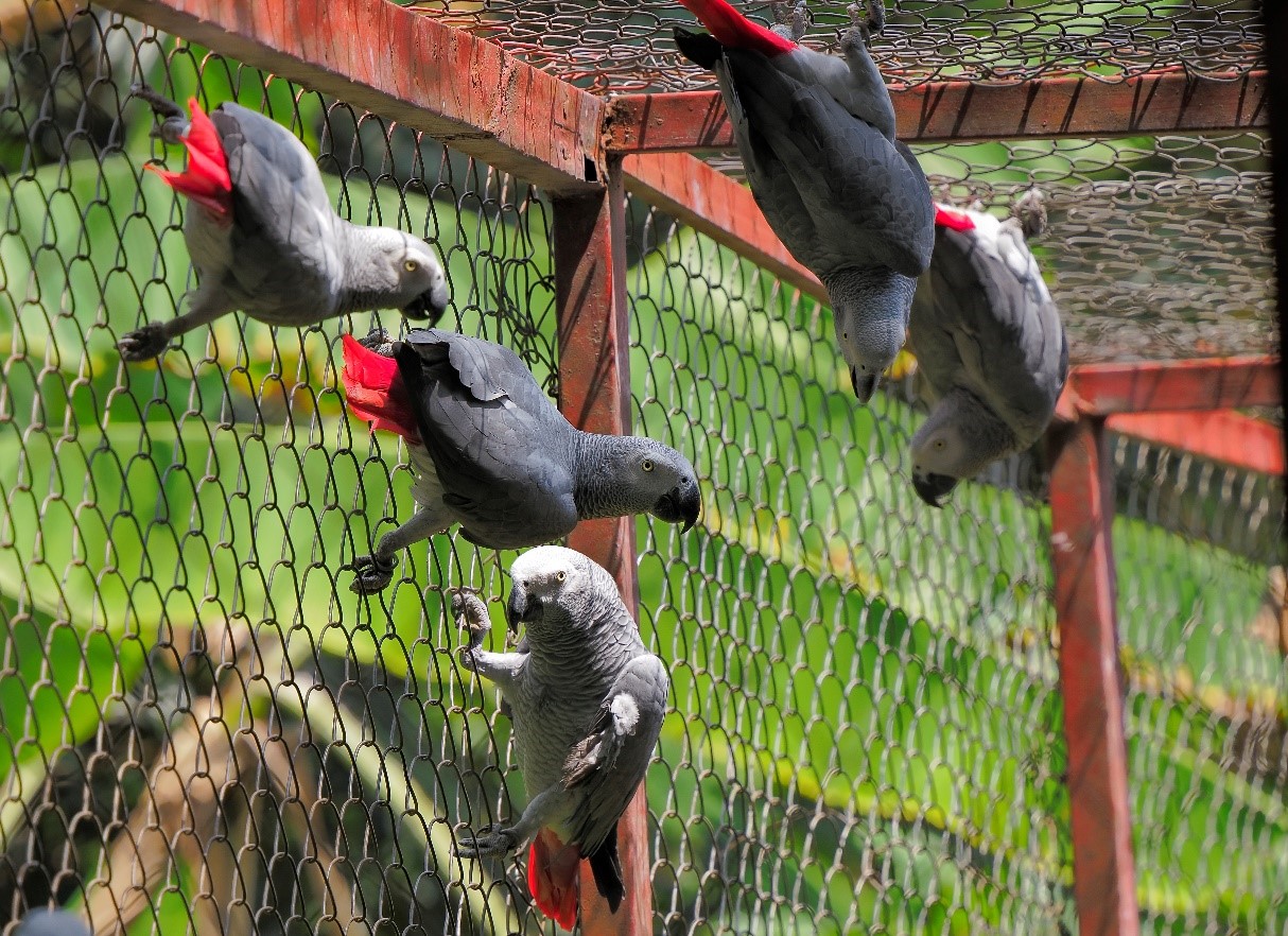 Expedición Congo