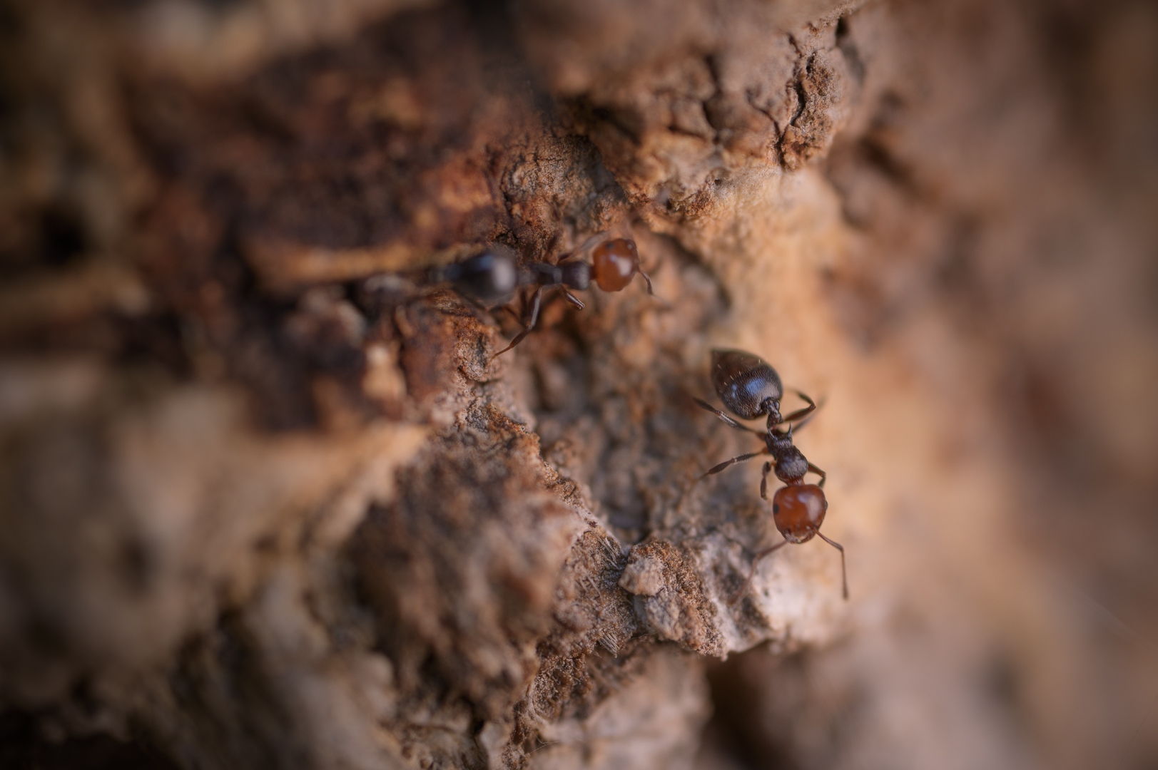 Crematogaster scutellaris