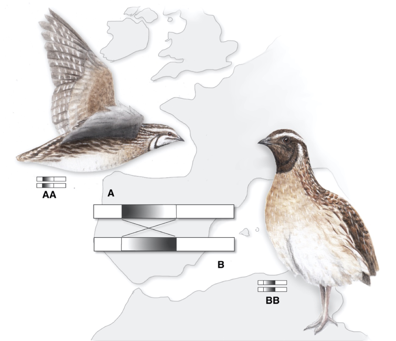 Quails with two inverted Inv1 copies (BB) have darker throats, larger bodies, and reduced flight efficiency. Adapted from Ishigohoka & Liedvogel, 2022 (Fig. 1). Illustration: Corinna Langebrake.