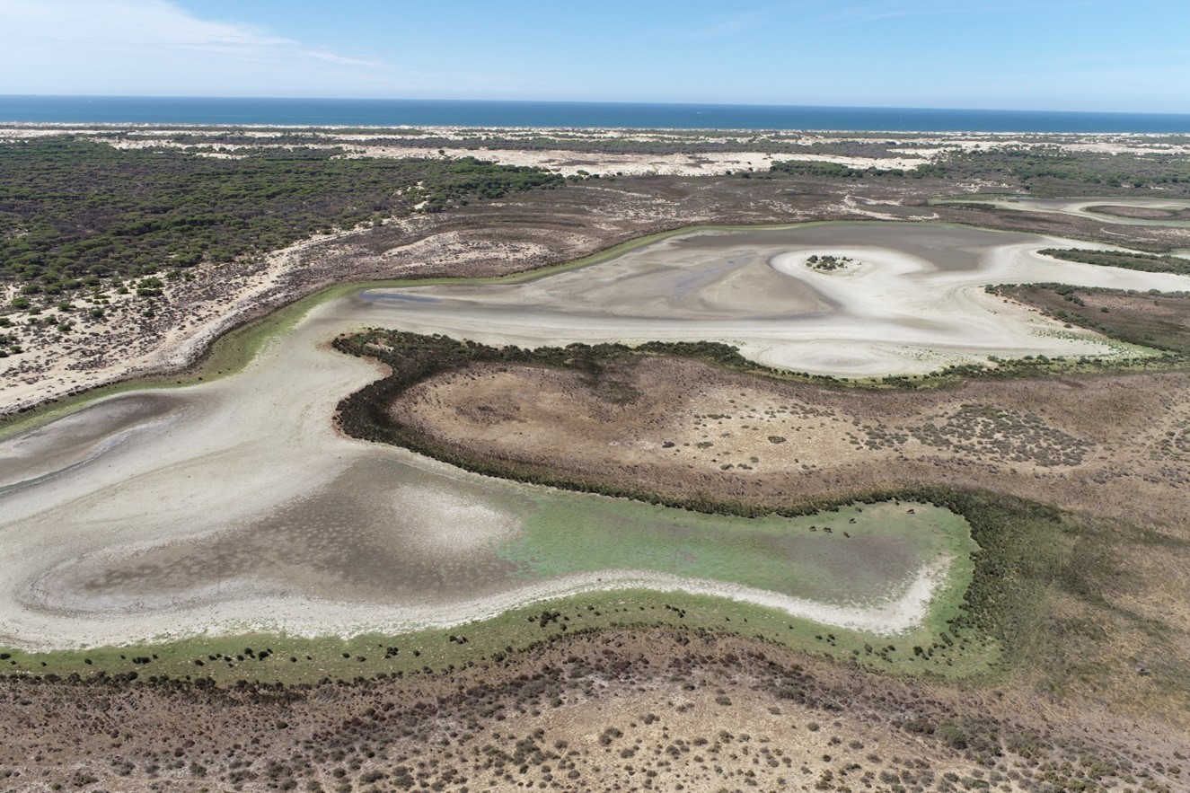 doñana2