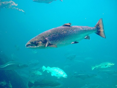 salmón