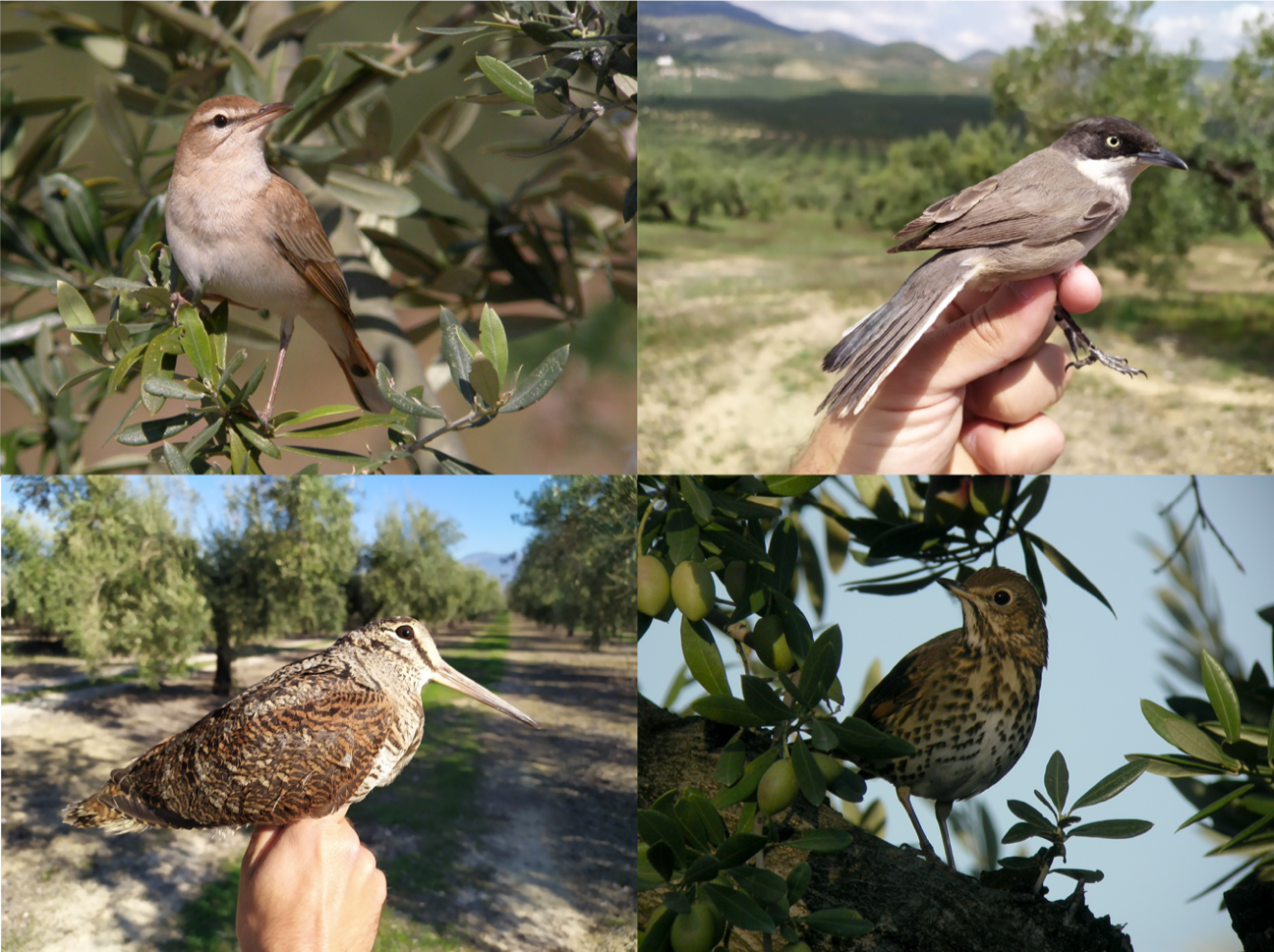 Ejemplos de diferentes especies de aves detectadas en el conjunto de olivares estudiados. En el sentido de las agujas del reloj; alzacola rojizo, curruca mirlona, chocha perdiz y zorzal común. Fotografías: Oliva-res Vivos – SEO/BirdLife