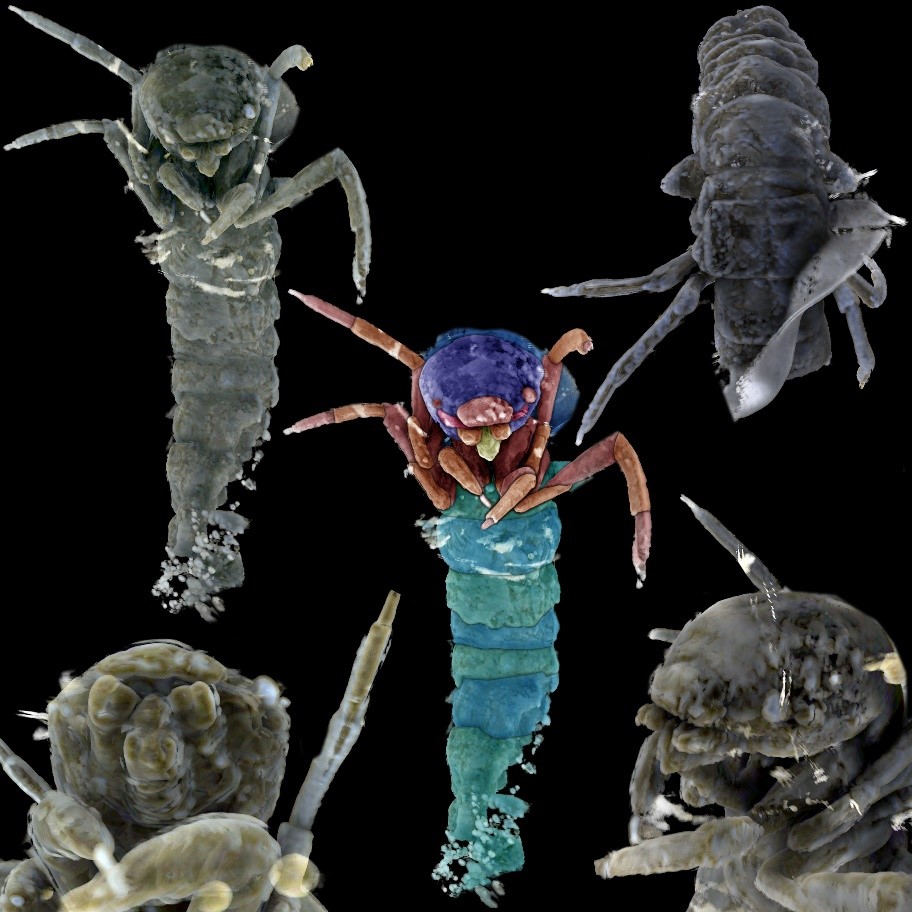 larva