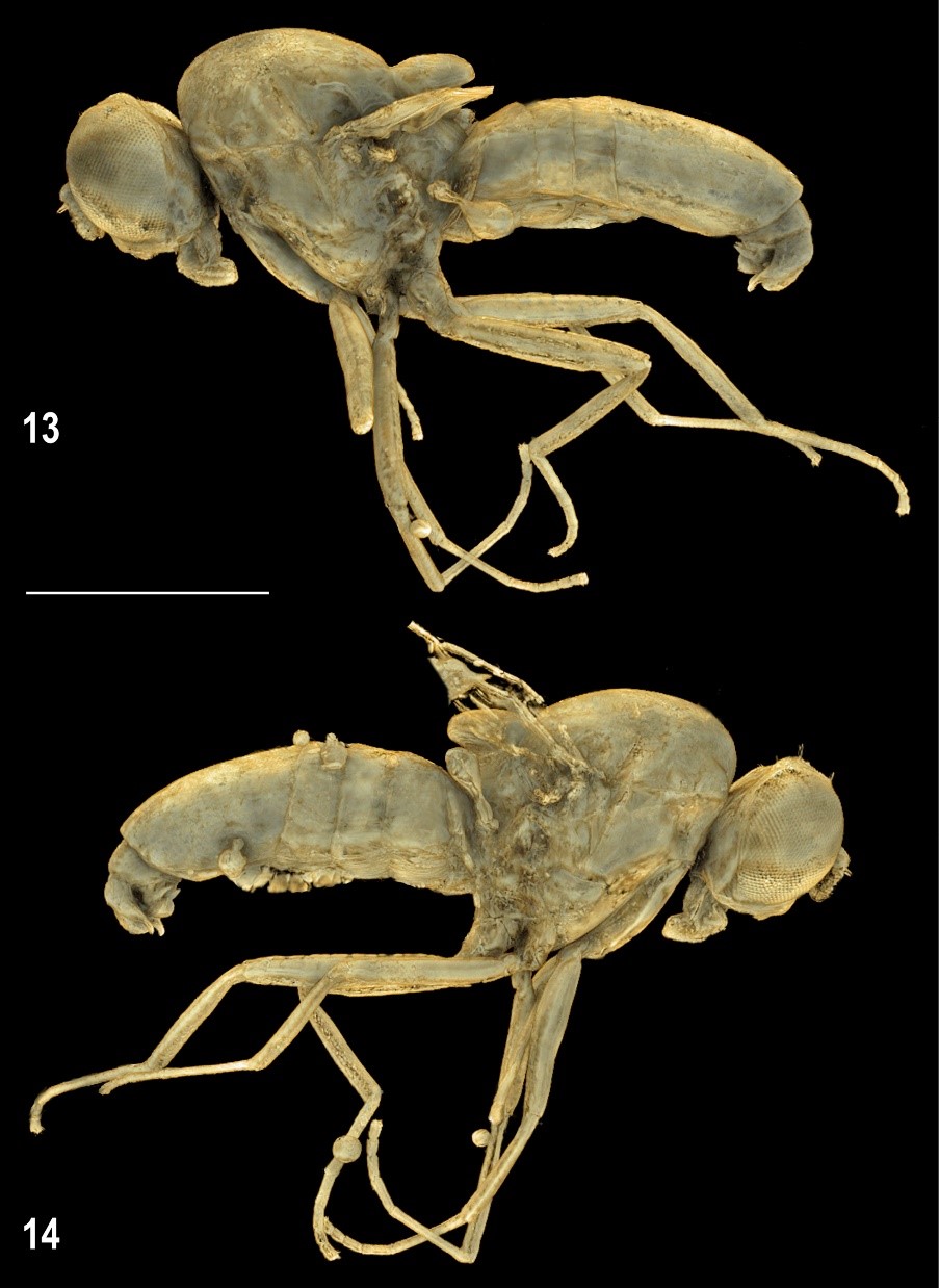 insect