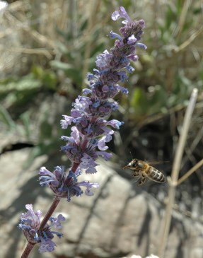 abeja