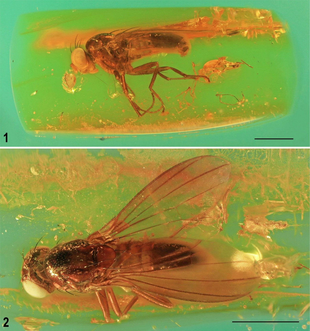 insect2