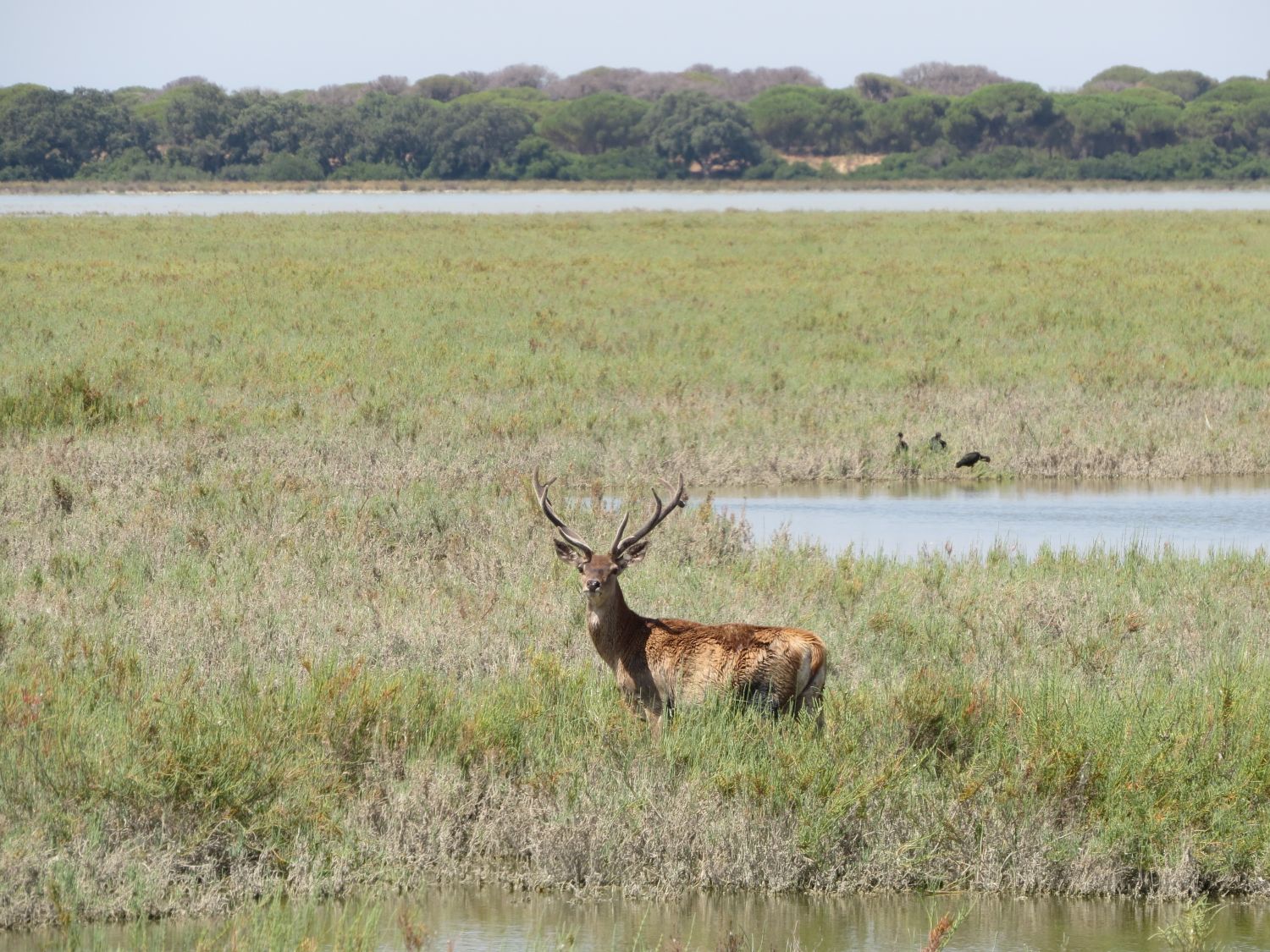 Ciervo en la marisma de Doñana. Foto: J. Manuel Vidal Cordero