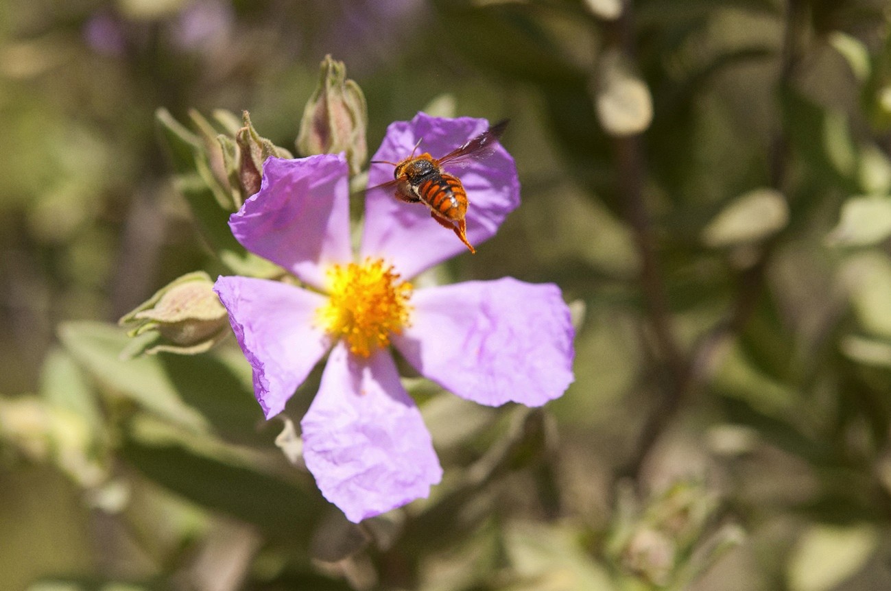cerebroabeja