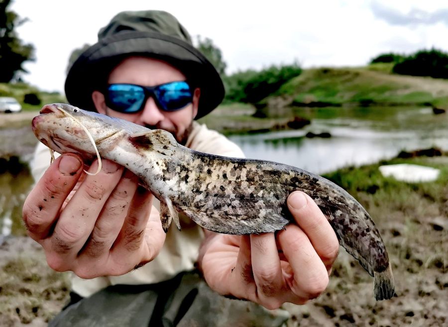 Sergio Bedmar con un ejemplar juvenil de siluro capturado en uno de sus muestreos, lo que demuestra que la especie está establecida y se está reproduciendo. Foto: Miguel Clavero