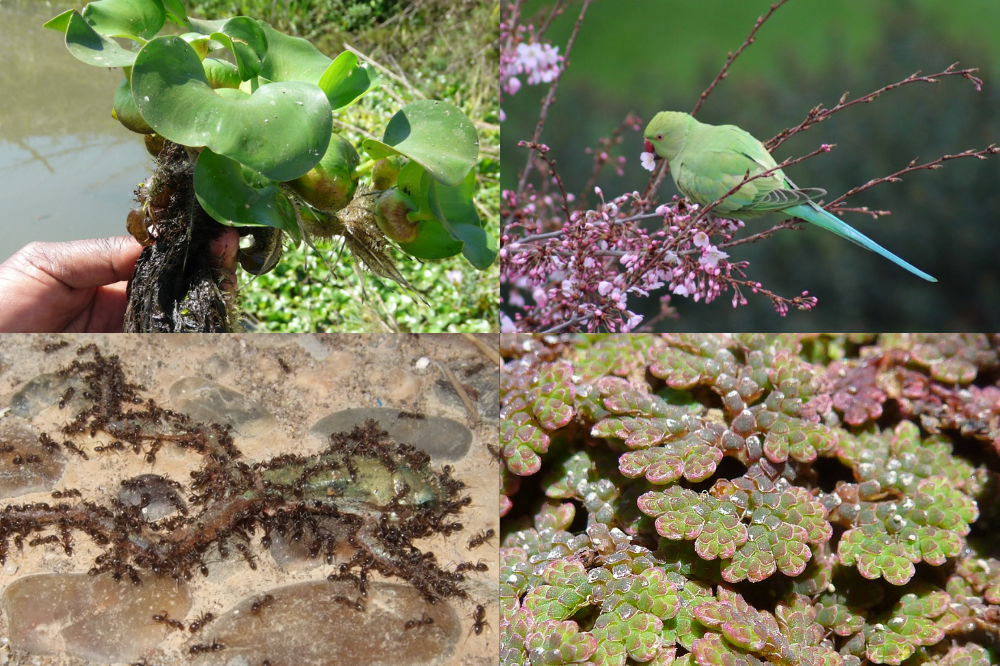 De izquierda a derecha y de arriba abajo: Jacinto de agua, cotorra argentina, hormiga argentina y helecho Azolla filiculoides. EBD-CSIC