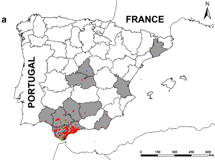 Evolución de la presencia de Vespa oriental