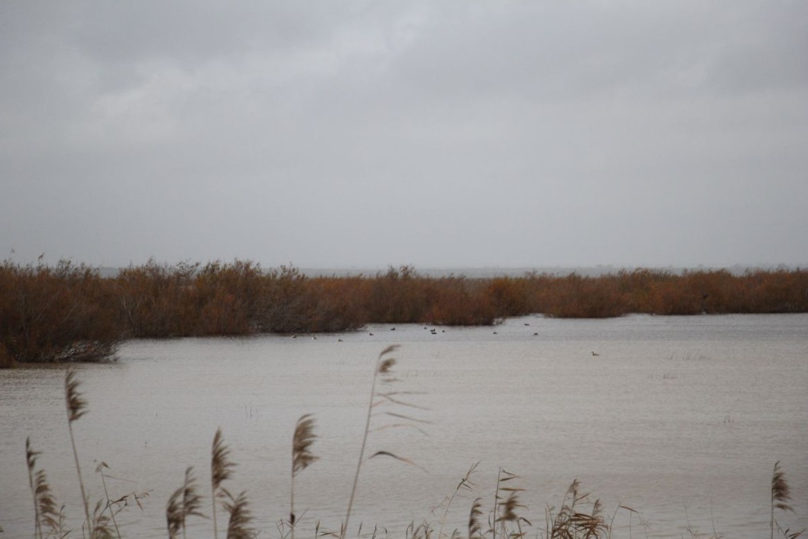 4.	Marismas de Doñana el pasado 26 de enero. Crédito: Fermín Grodira / EBD-CSIC