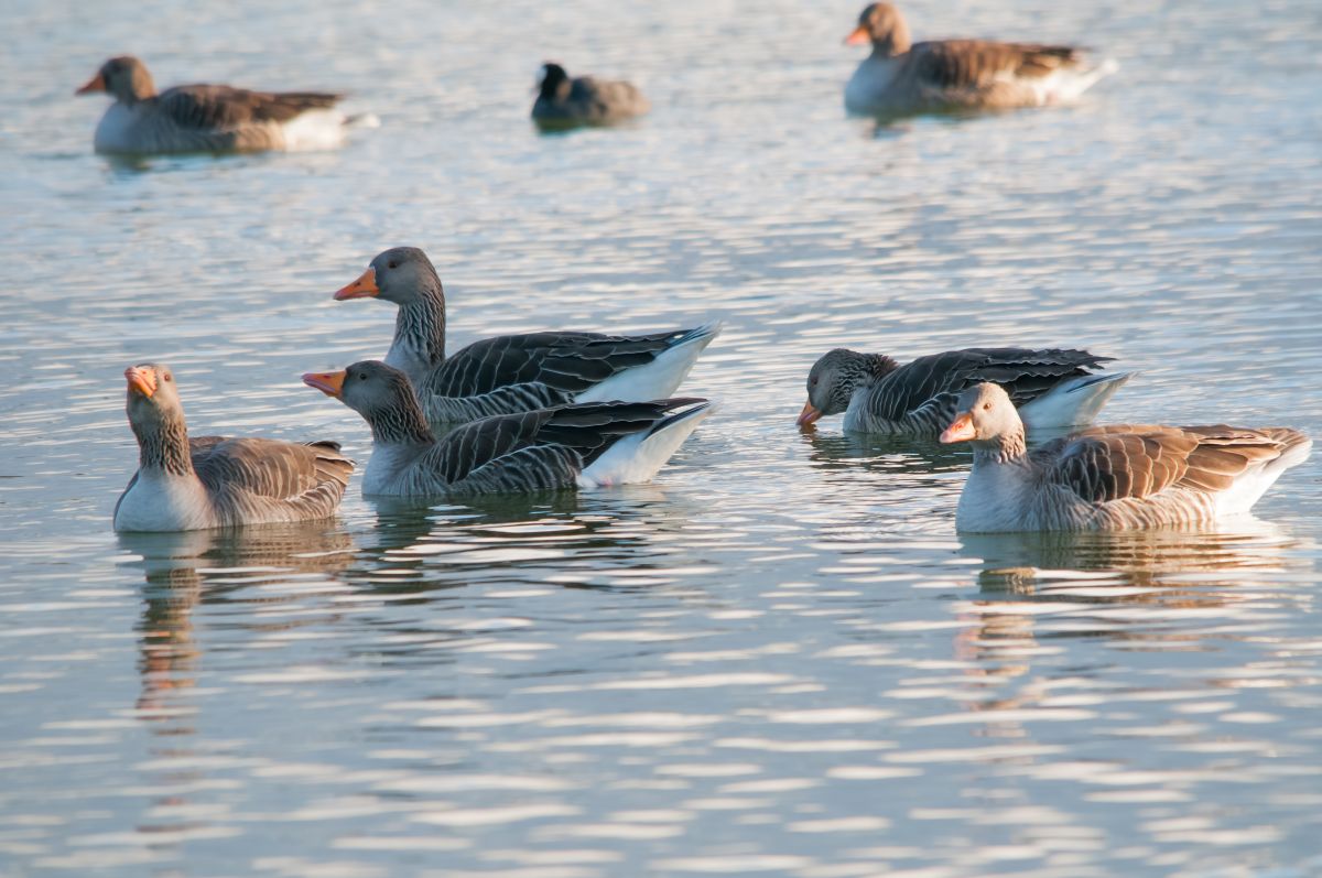 Ánsar común durante la invernada en el Espacio Natural Doñana (Foto: Rubén Rodríguez Olivares).