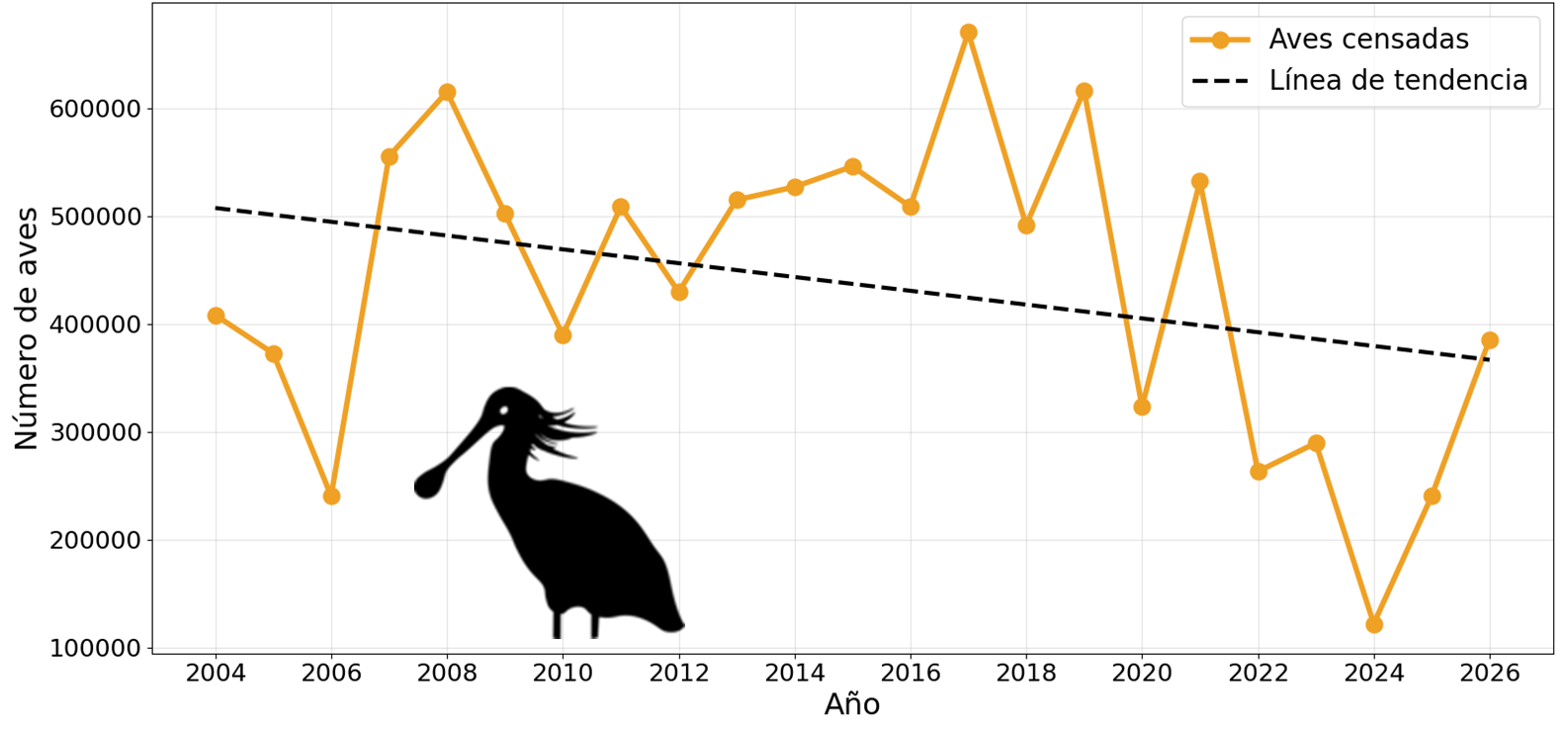 Datos obtenidos del International Waterbird Census (IWC) realizado en el Espacio Natural de Doñana y zonas aledañas a las Marismas del Guadalquivir desde 2004.