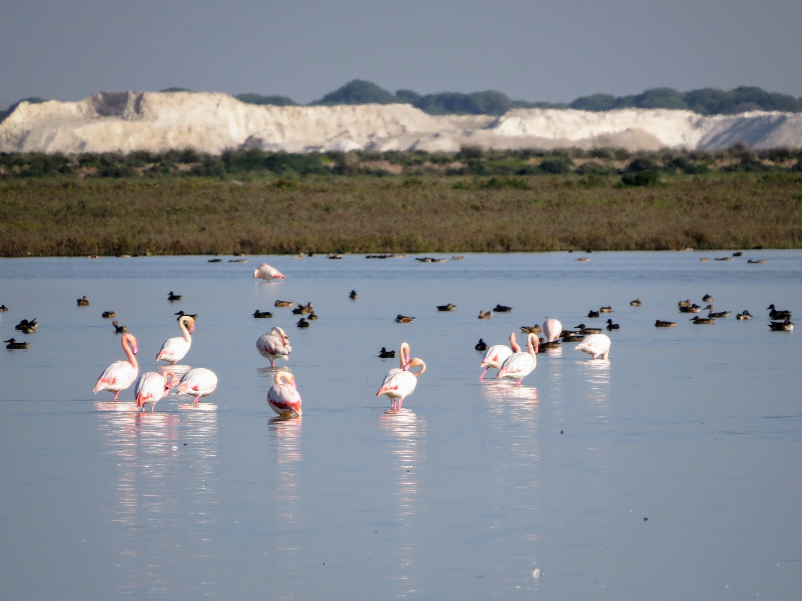 1.	Flamencos en la marisma de Doñana. Crédito: J. Manuel Vidal Cordero / EBD CSIC