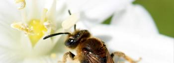 Apis melifera