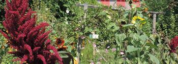 	Un estudio internacional liderado por la Estación Biológica de Doñana y el Instituto Federal Suizo WSL ha analizado los factores locales y de paisaje que determinan la diversidad de especies de abejas y de sus interacciones con sus enemigos naturales en jardines y huertos urbanos 	Un manejo más sostenible, una mayor exposición al sol, una mayor riqueza de plantas y más zonas verdes en el paisaje favorecen la diversidad de interacciones en estos ecosistemas