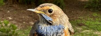 Ruiseñor pechiazul (Luscinia svecica) capturado el año pasado en la Estación de Anillamiento de Manecorro en el Parque Nacional de Doñana / José Luis Arroyo