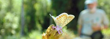 Imagen de Polyommatus icarus