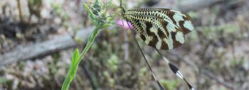 Nemoptera bipennis