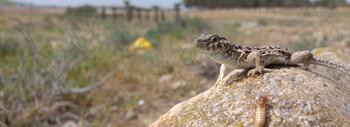 Lagarto (Acanthodactylus beershebensis), una de las especies elegidas en el marco del proyecto. / SIMON JAMISON