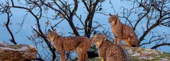 Tres linces ibéricos en su hábitat natural. / STOCKPHOTOASTUR