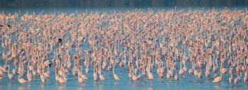 Flamencos en la marisma de Doñana. Foto: Rubén Rodríguez Olivares / EBD-CSIC