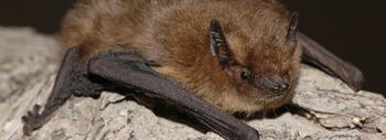 Pipistrellus_pygmaeus_03