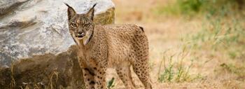 Lince ibérico. Foto: Antonio Rivas