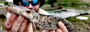 Sergio Bedmar, investigador predoctoral de la Estación Biológica de Doñana con uno de los individuos juveniles de siluro capturados durante uno de los muestreos en la Rivera de Huelva. Autor: Miguel Clavero