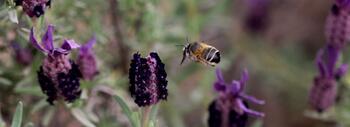 Existen más de 22.000 especies de abejas silvestres en el mundo, de las cuales 1.100 habitan en España. Foto: Blanca Arroyo