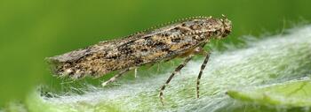 La polilla del tomate (Tuta absoluta) es una especie de origen sudamericano que provoca cuantiosos daños a los cultivos. Es una de las especies invasoras que ocasionan más daños económicos a nivel global. Foto: Patrick Clement (Wikimedia Commons). 