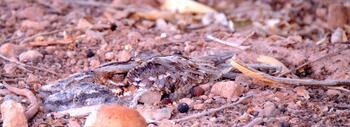 Hembra de chotacabras cuellirrojo (Caprimulgus ruficollis) cuidando de sus dos pollos bajo un cítrico en una de las fincas agrícolas donde se ha desarrollado el estudio. Fuente: Proyecto Chotacabras. 