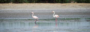 Flamencos en la laguna de Santa Olalla de Doñana en octubre de 2024, cuando se secó por tercer año consecutivo. Fotografía: Alejandro Muñoz