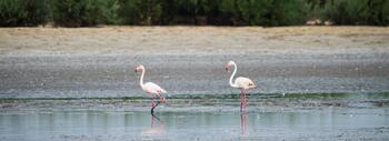 Flamencos en la laguna de Santa Olalla de Doñana en octubre de 2024, cuando se secó por tercer año consecutivo. Fotografía: Alejandro Muñoz