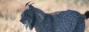 lince