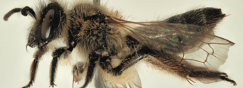 abeja3