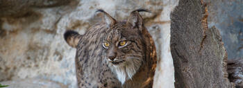 lince2