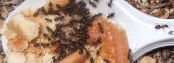 hormigas