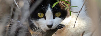 gatocallejero