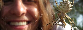 araña
