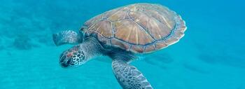 tortuga