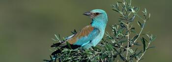 Carraca europea posada en un olivo. Fotografía: M. Gómez @manuelgomezwildlife