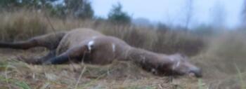 Caballo de Przewalski, especie en peligro de extinción, muerto en Chornóbil debido a una mina antitanque. Foto de Serhii Zhyla 