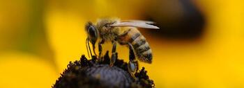 abeja