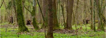 bosque