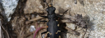 carabidae